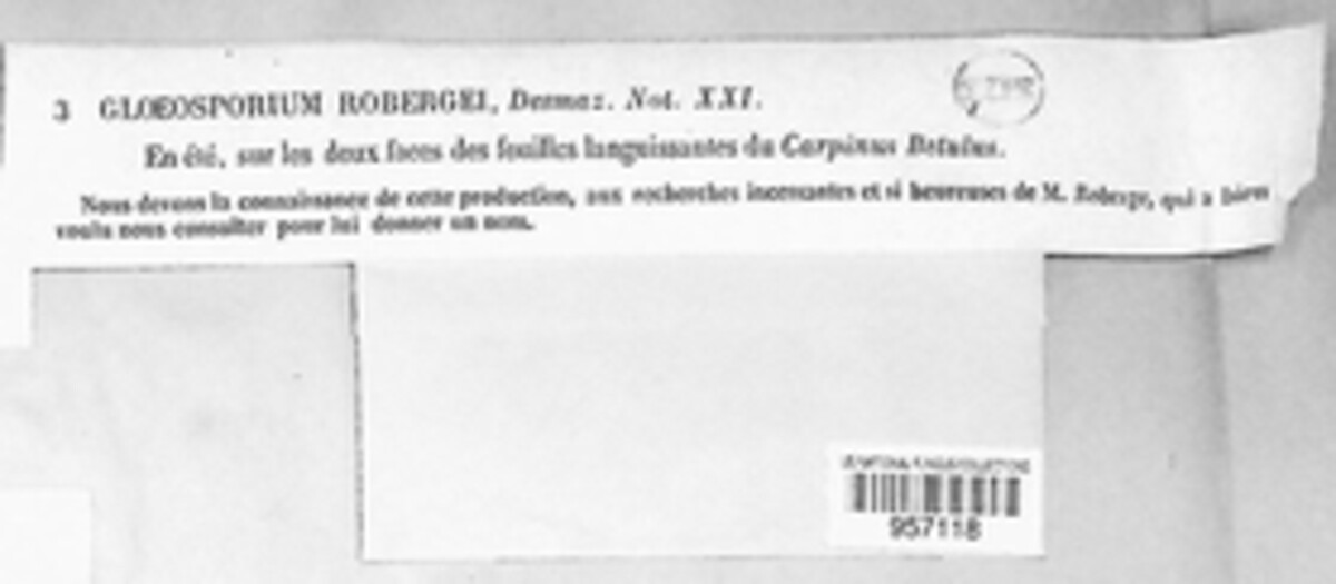 Monostichella robergei image